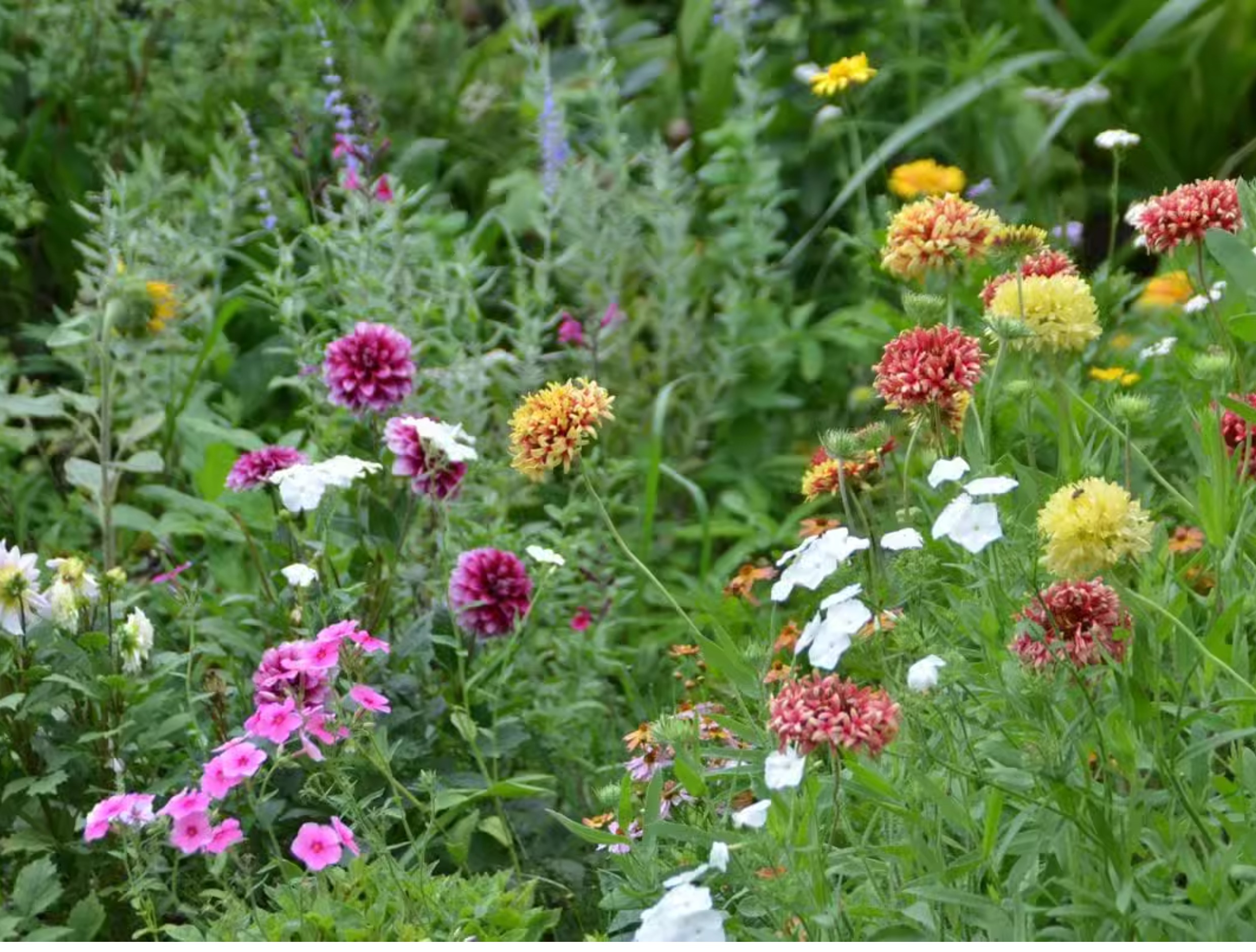 Gaillardia (Blanket Flower) Seeds – Gaillardia pulchella 🌼