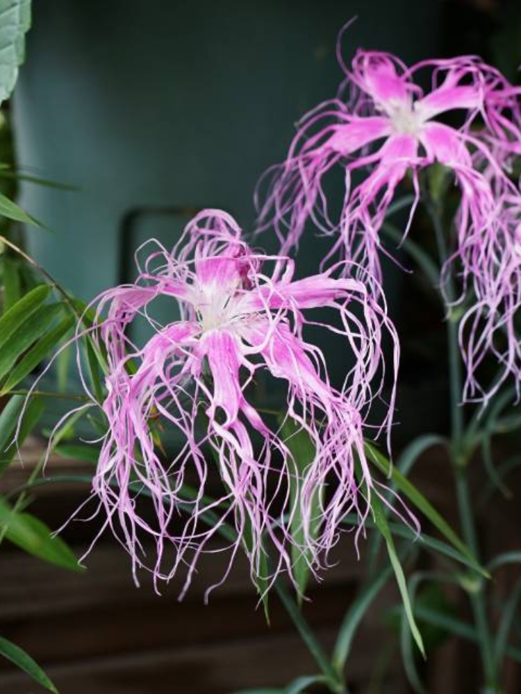 🌸 Ise Nadeshiko seeds – A Heritage of Japanese Elegance 🌸