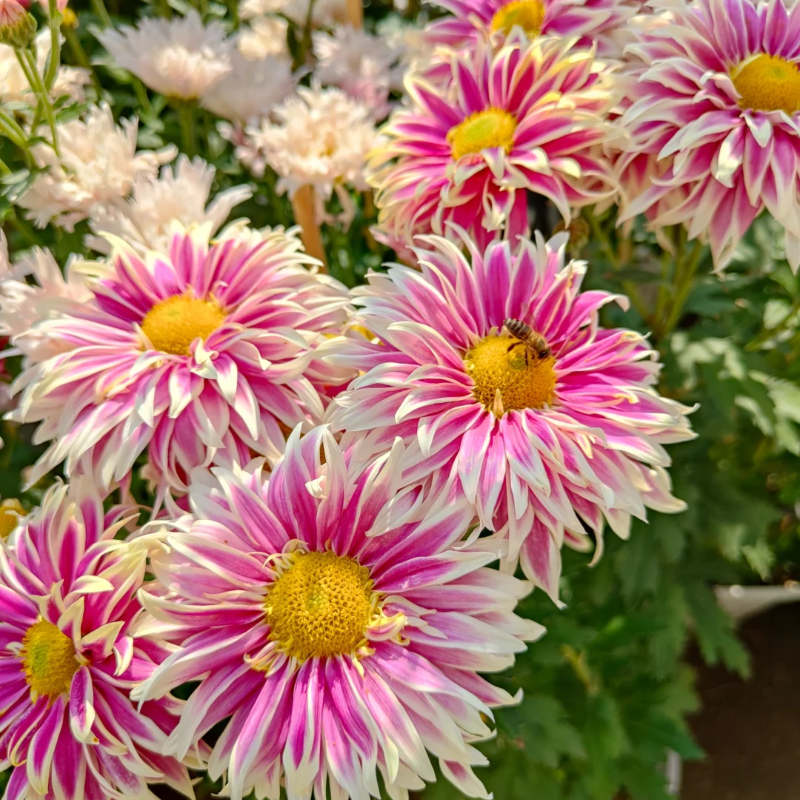 Rare Treasure Chrysanthemum Seeds 🌸✨