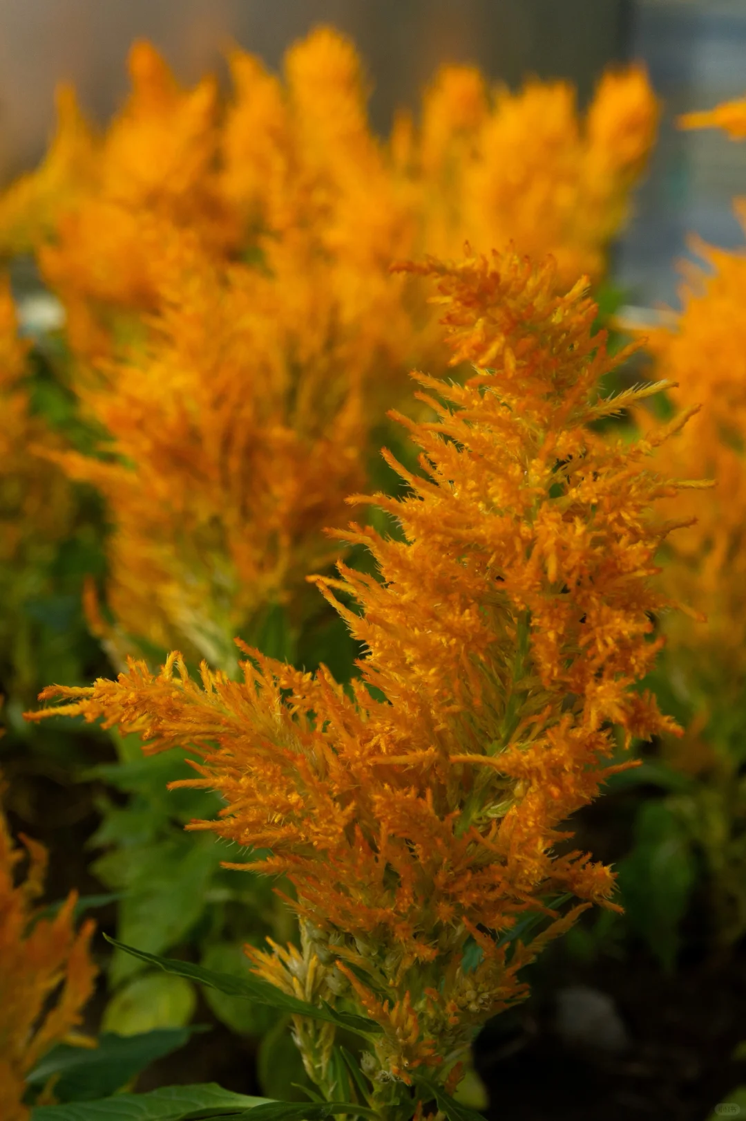 Celosia cristata