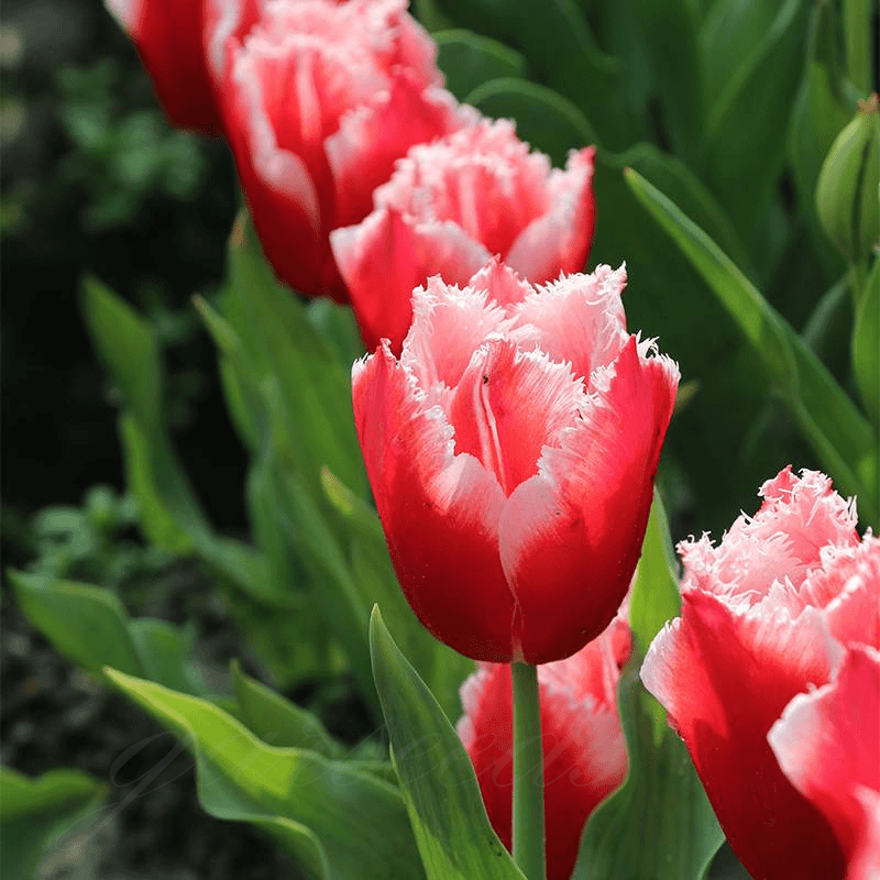  Tulip Bulbs 🌷 - Brighten Your Garden with Stunning Spring Blooms 🌸