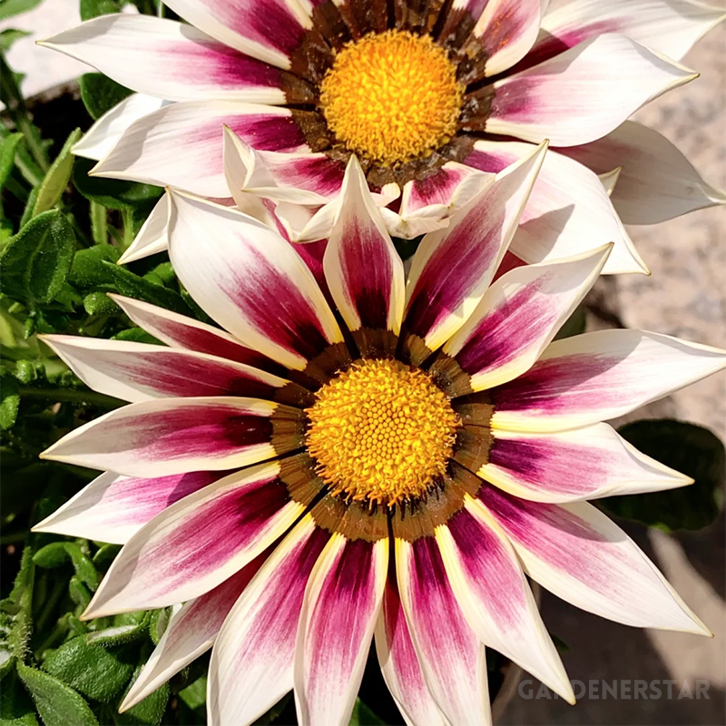 Medal Chrysanthemum Seeds - Flower of Glory