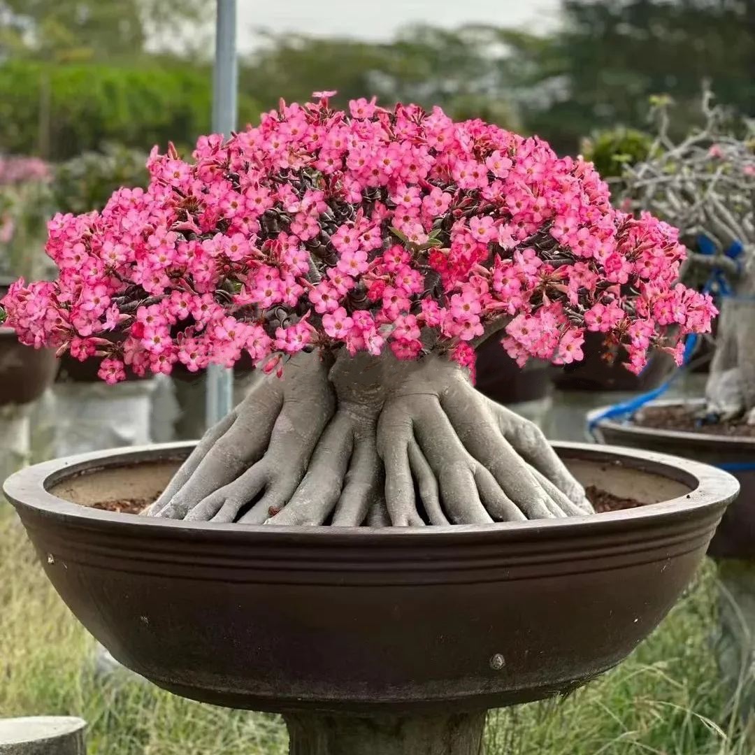 🌸 50% Off on Desert Rose🌸