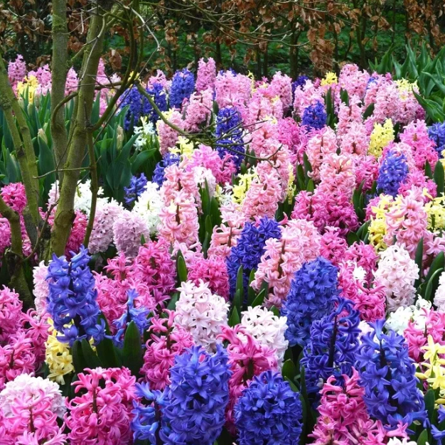 💐Hyacinth—Pure Happiness