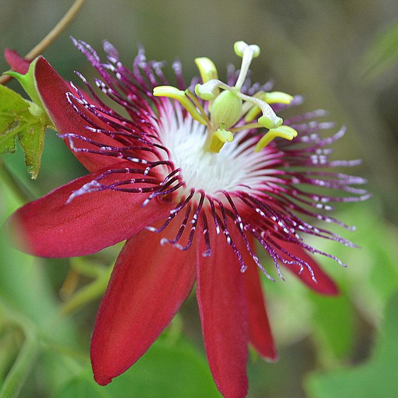 56%OFF📢Spring Hot 🌟Passionflower Seeds 🌟Colorful Flowers