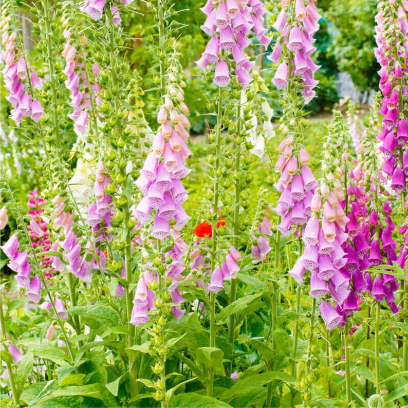 Foxglove Flower Seeds
