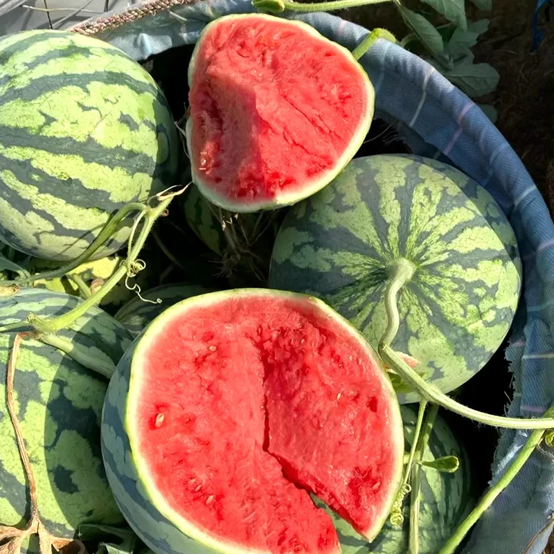 LAST DAY 70% OFF -🍉Sweet Watermelon Seeds with Red Flesh and Thin Skin