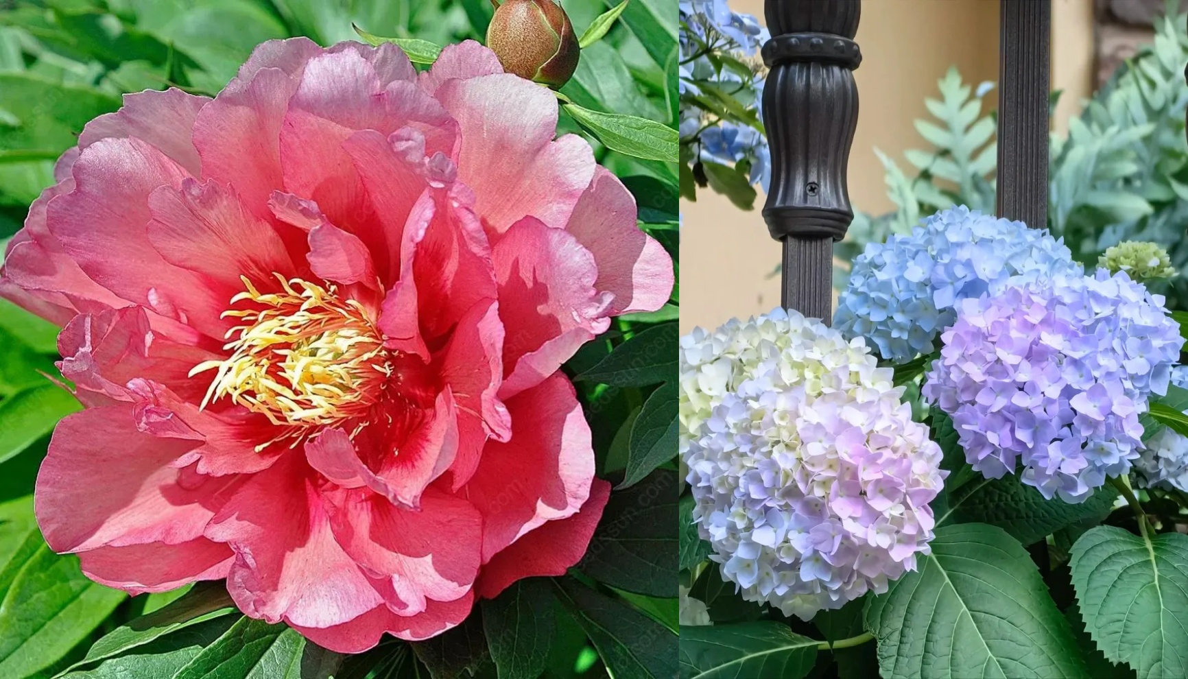 🌸 Peony Bulbs – Elegance in Every Bloom 🌸