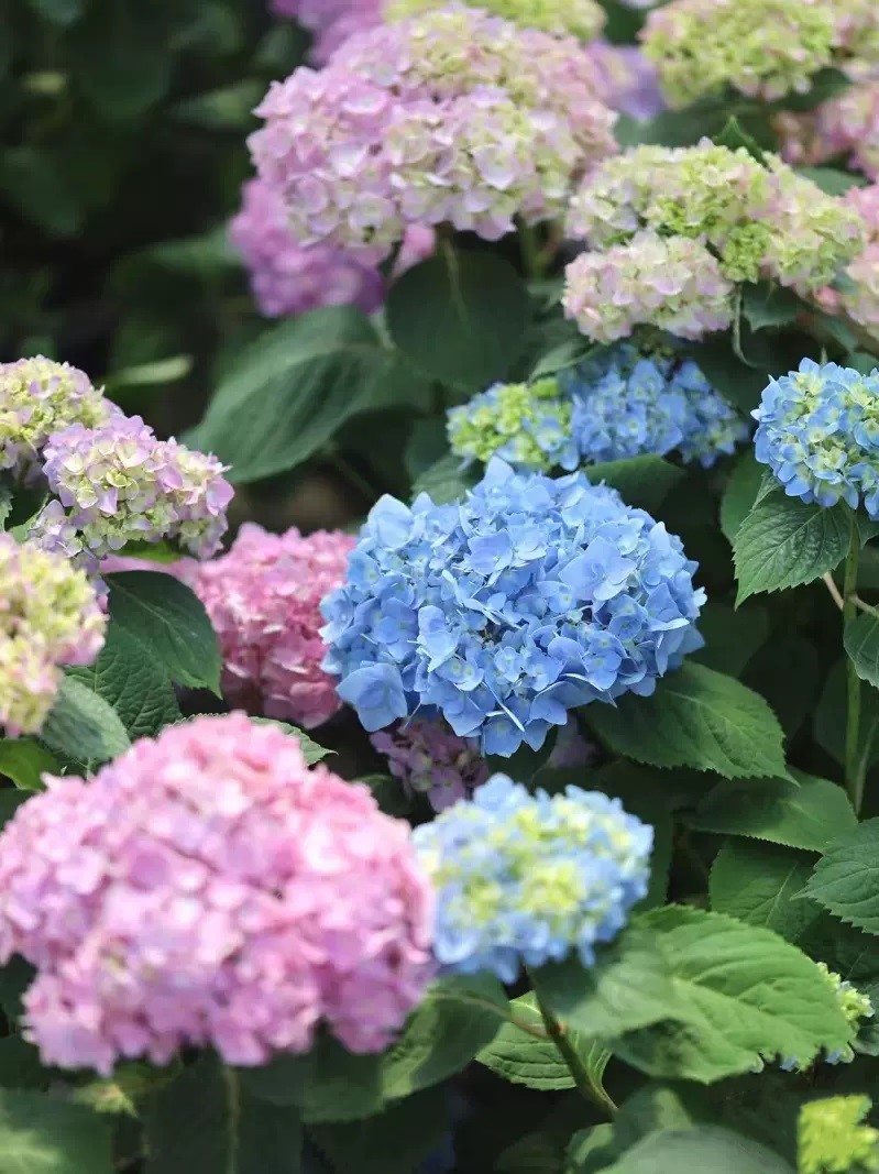 🔥🔥 50% Off 🎁 Hydrangea Seeds 🎁💐