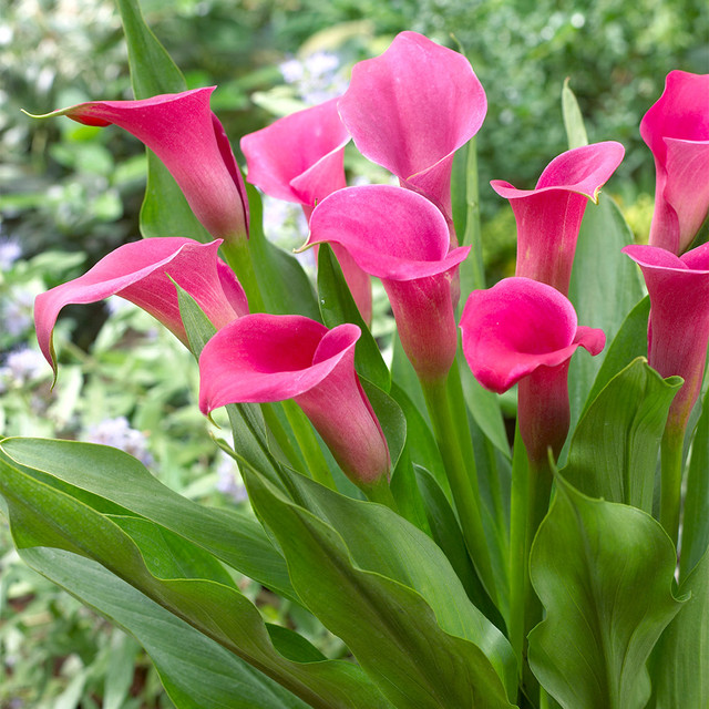 🌈Calla Lily Bulbs🔥Elegant Beauty for Your Garden