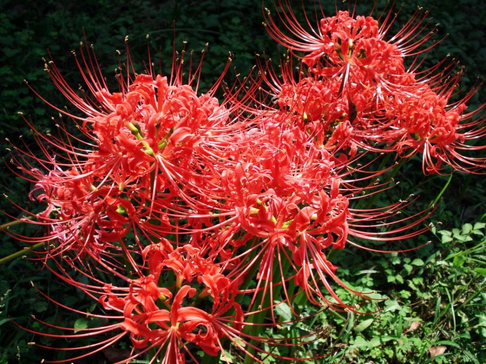 🌈Spider Lily Bulbs-Multicolor🌈