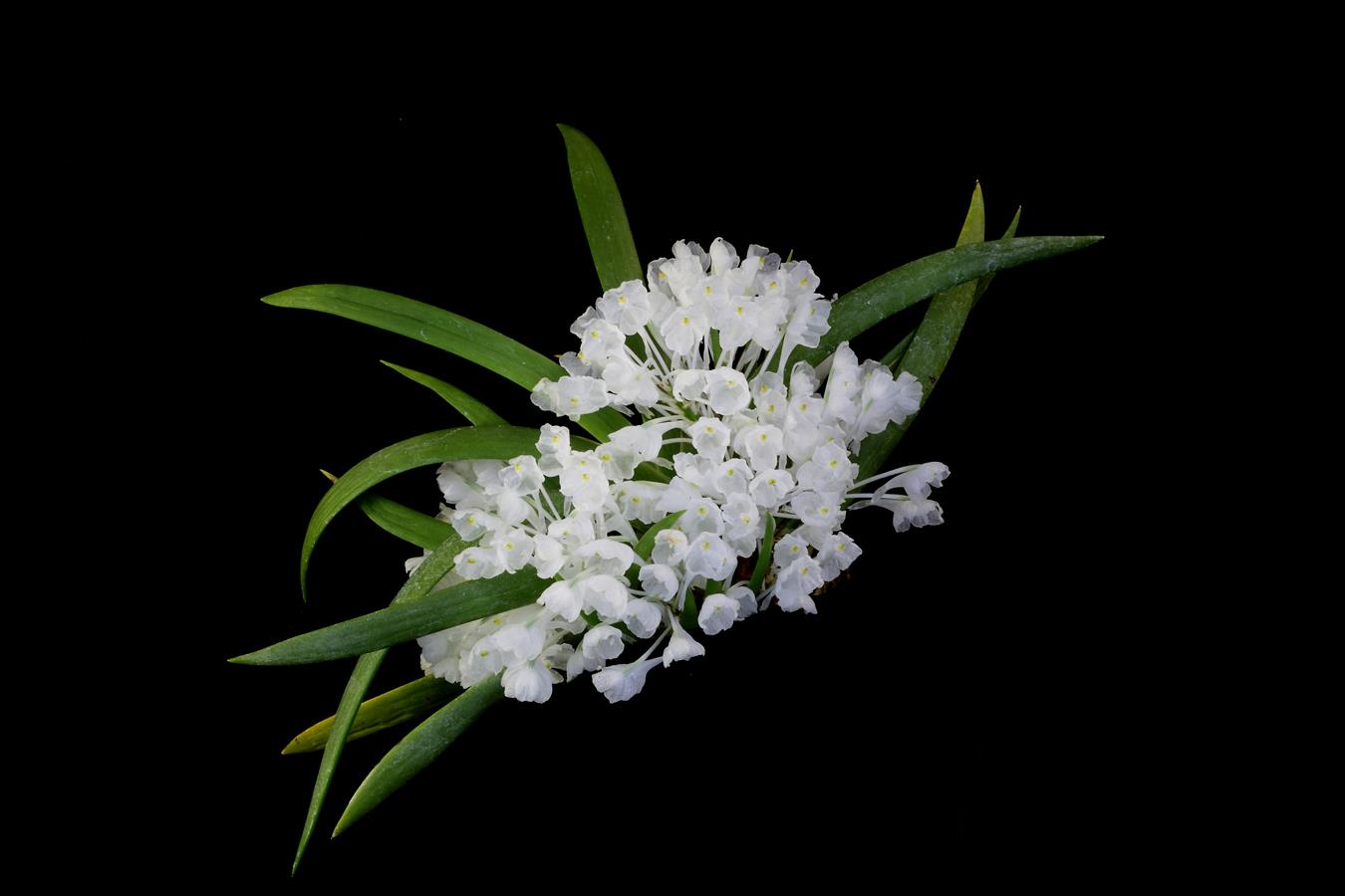 🌿 Angraecum equitans Seeds 💎 Epiphytic Orchid Wonder