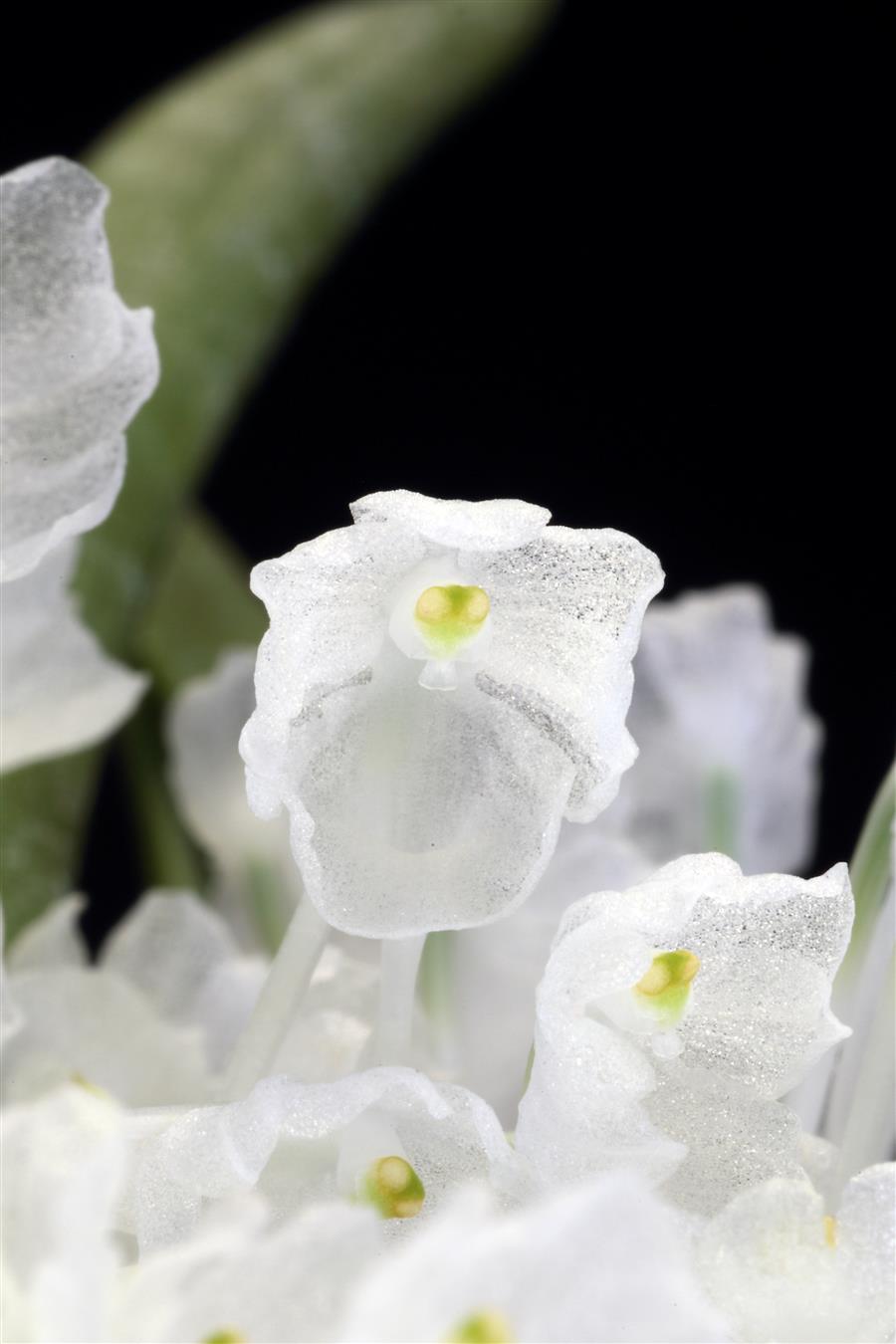 🌿 Angraecum equitans Seeds 💎 Epiphytic Orchid Wonder