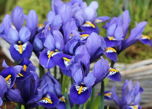Reticulated Iris Bulbs ✨🌸The Tiny Early Bloomers for Winter-to-Spring Magic