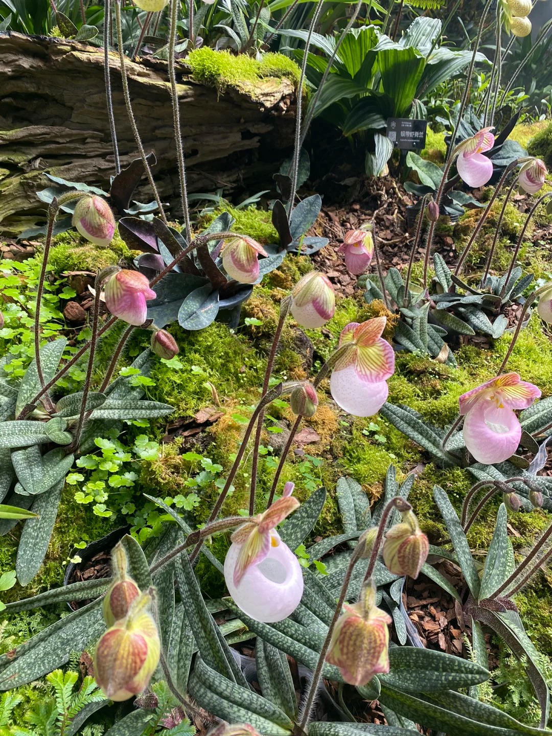 🌈Paphiopedilum micranthum - La Fleur de Vénus