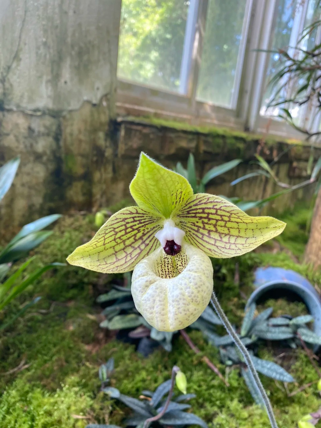 🌈Paphiopedilum micranthum - La Fleur de Vénus