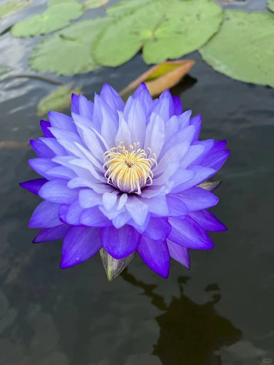 🔥 50% de Réduction 🎁⏰Les graines de nénuphar