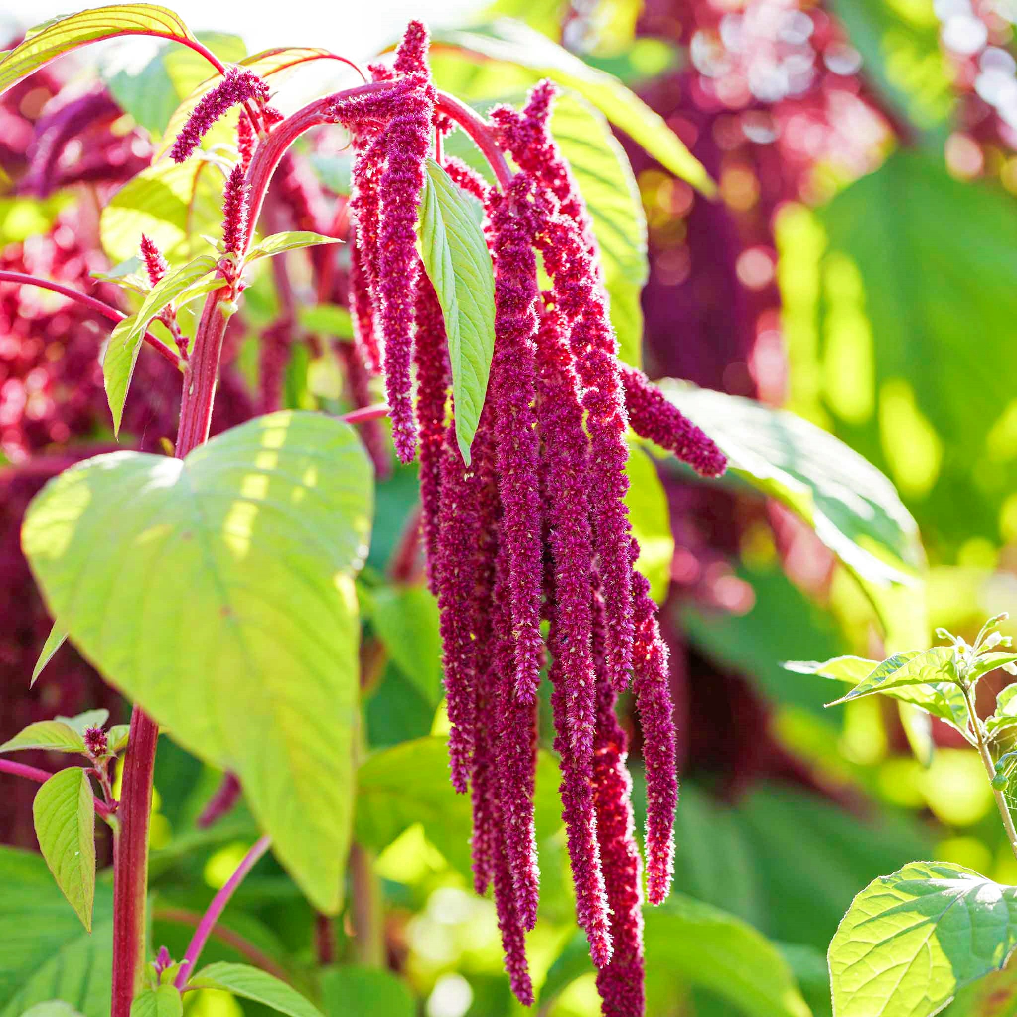🌿 Amaranthus Caudatus Seeds – The Stunning & Nutritious Love-Lies-Bleeding! 🌾
