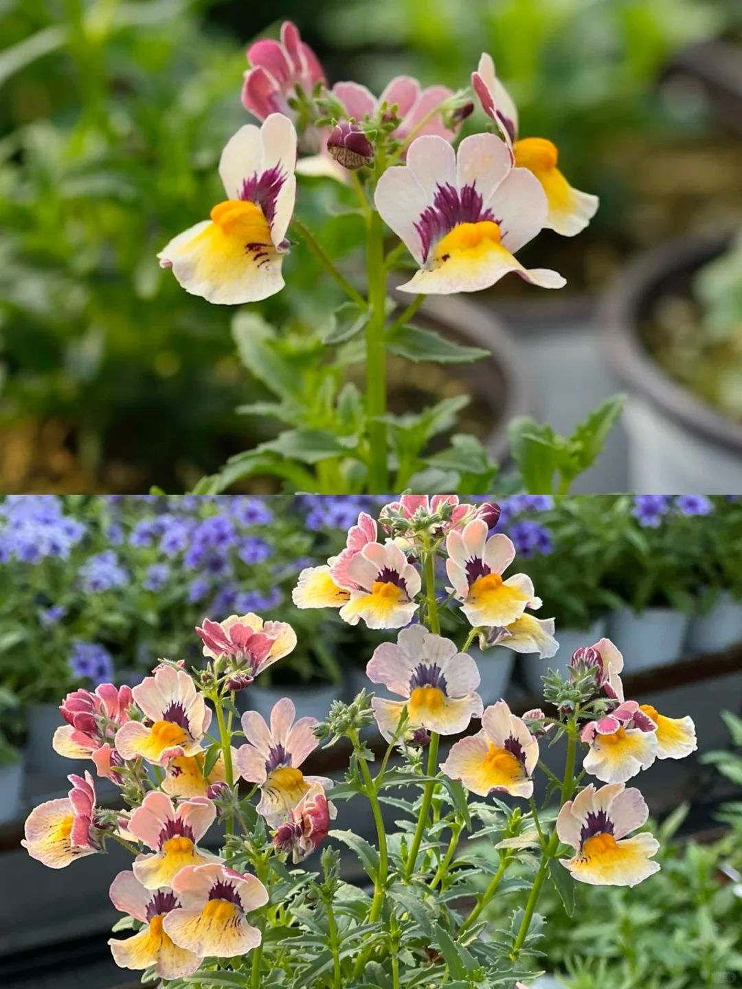 💐💐The teeming world-Dragon Face Flower