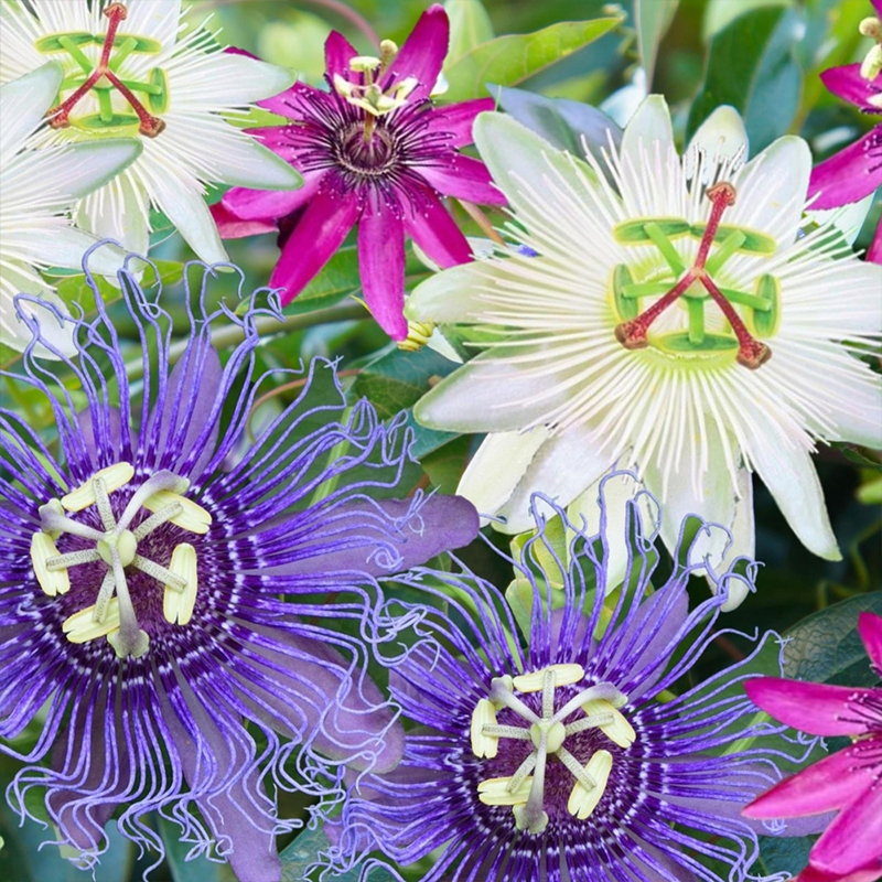 56%OFF📢Spring Hot 🌟Passionflower Seeds 🌟Colorful Flowers