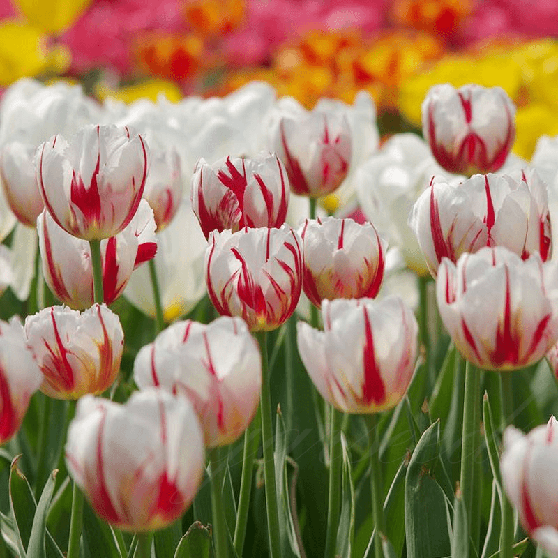  Tulip Bulbs 🌷 - Brighten Your Garden with Stunning Spring Blooms 🌸