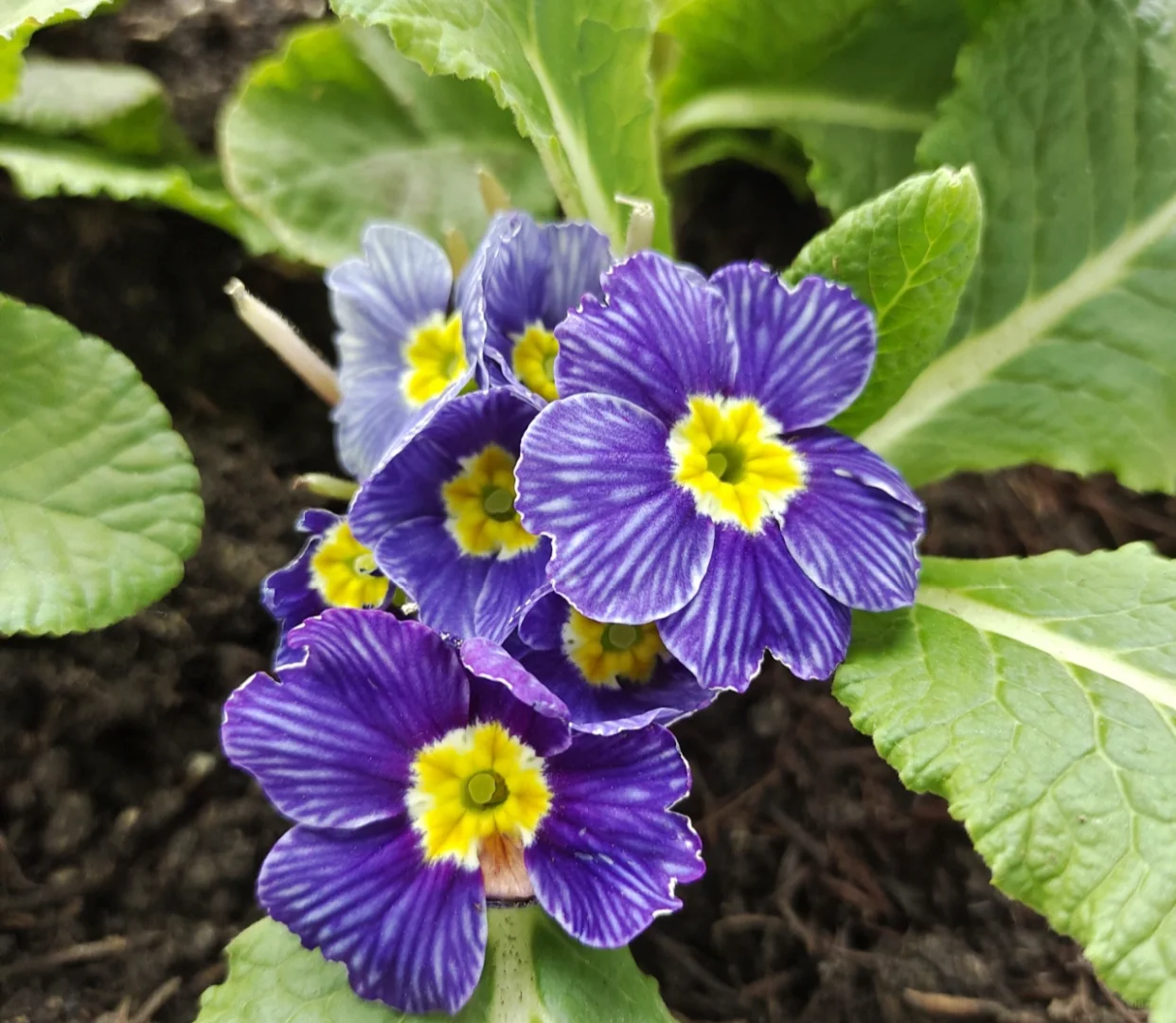 Low light 🌼 Small balcony 🌸 Plant it 🌹 Primrose