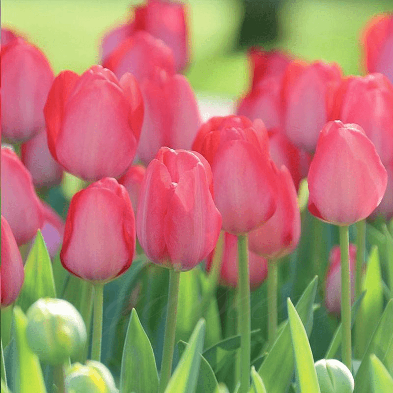  Tulip Bulbs 🌷 - Brighten Your Garden with Stunning Spring Blooms 🌸