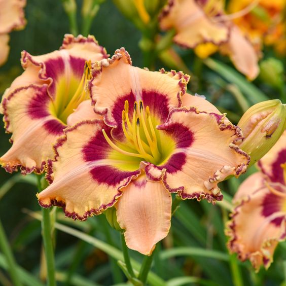 Orange Daylily Hybrid Flower Seeds