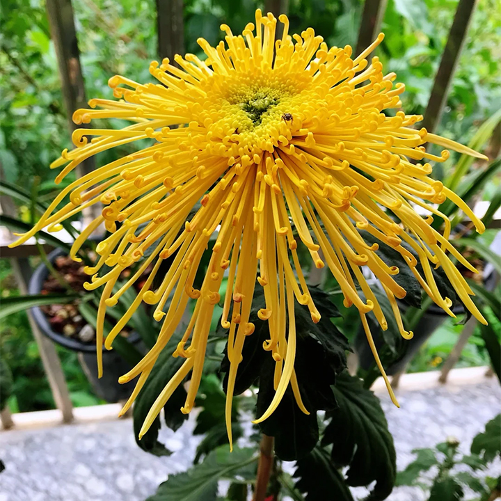 Rare Golden Chrysanthemum Seeds-Longevity Flower💞