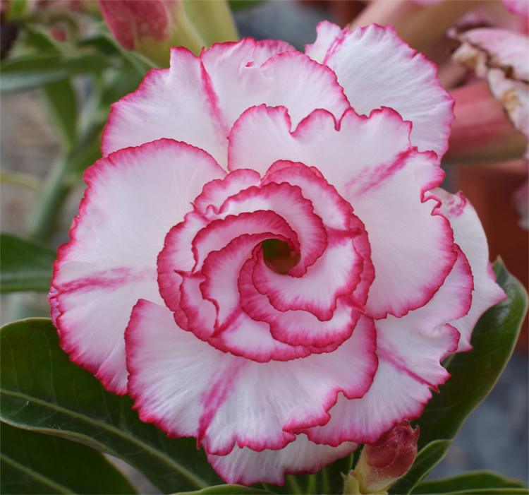 🎁Super easy care! 🌵Desert Rose Bulbs🌸 Adenium Obesum Bulbs