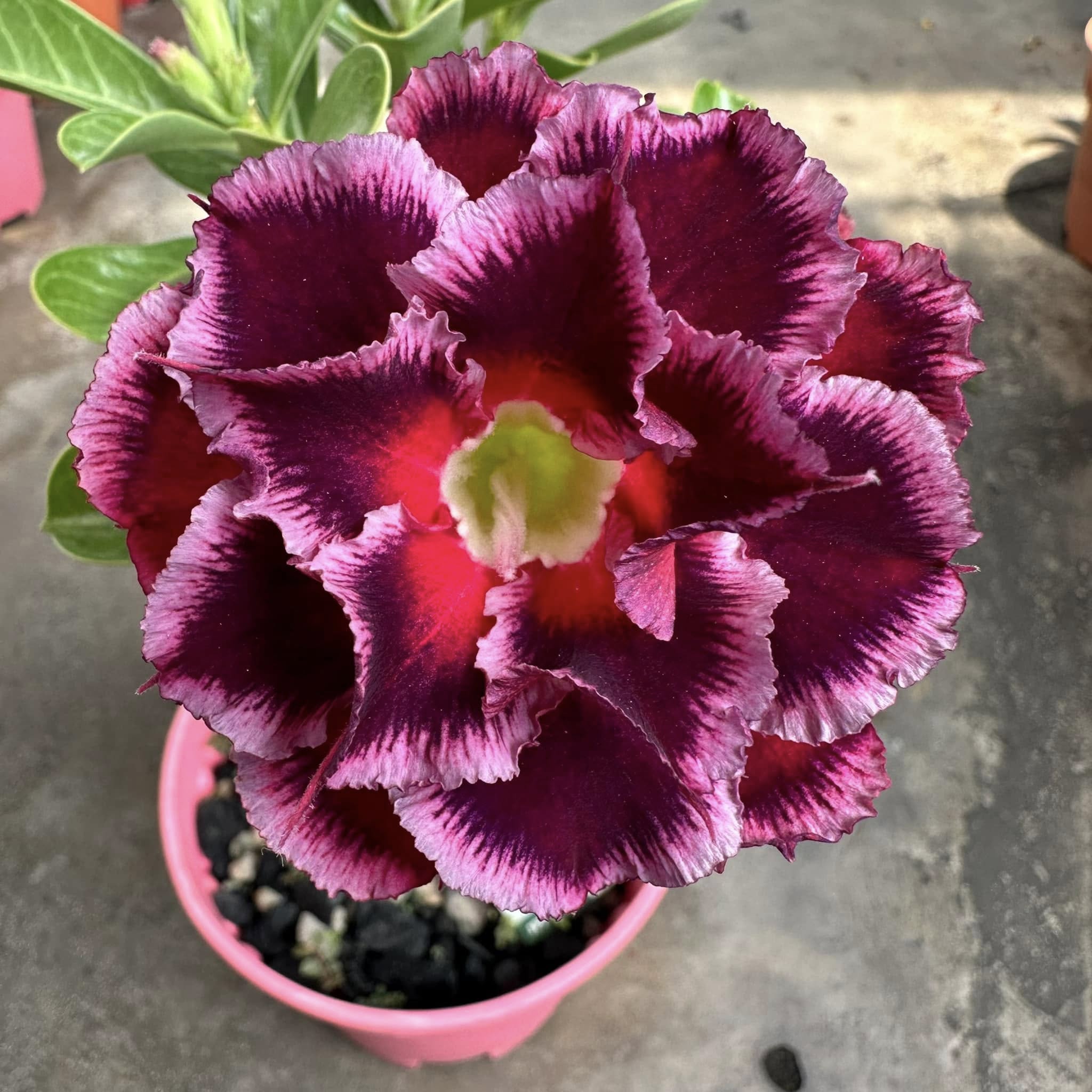 🎁Super easy care! 🌵Desert Rose Bulbs🌸 Adenium Obesum Bulbs