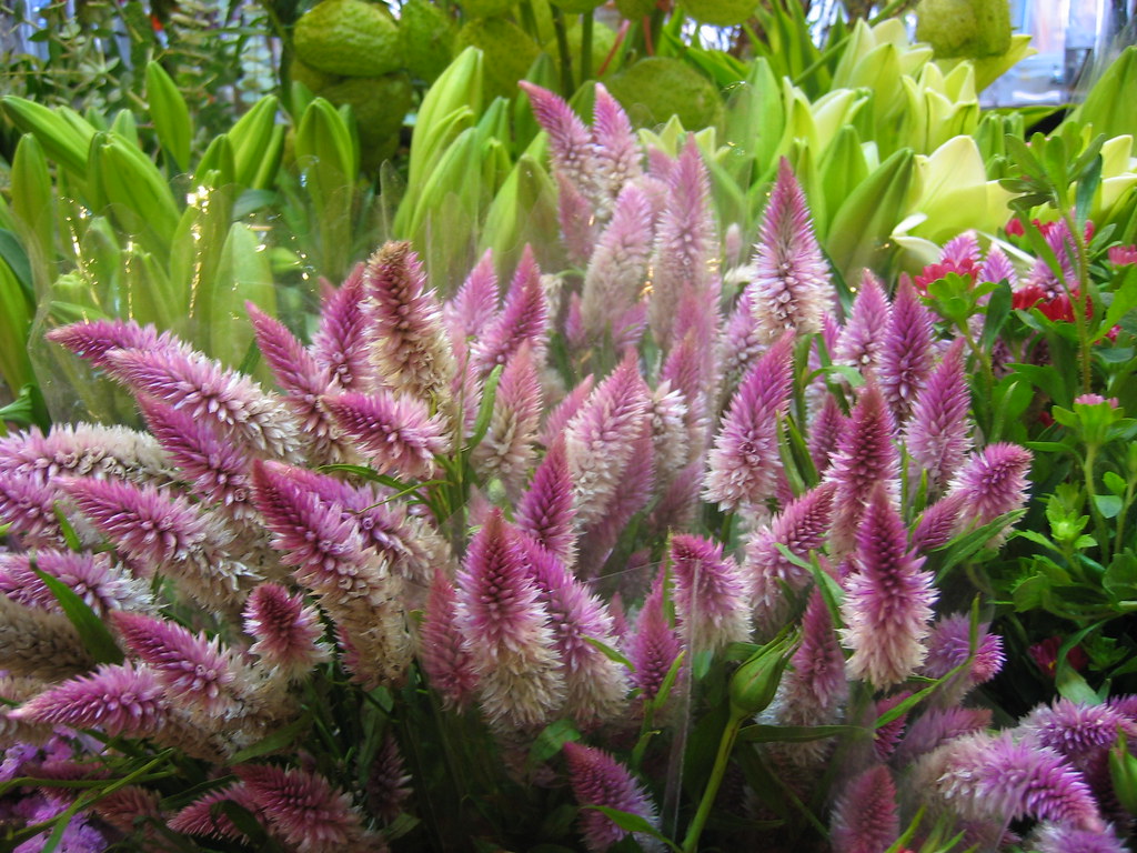 Celosia cristata