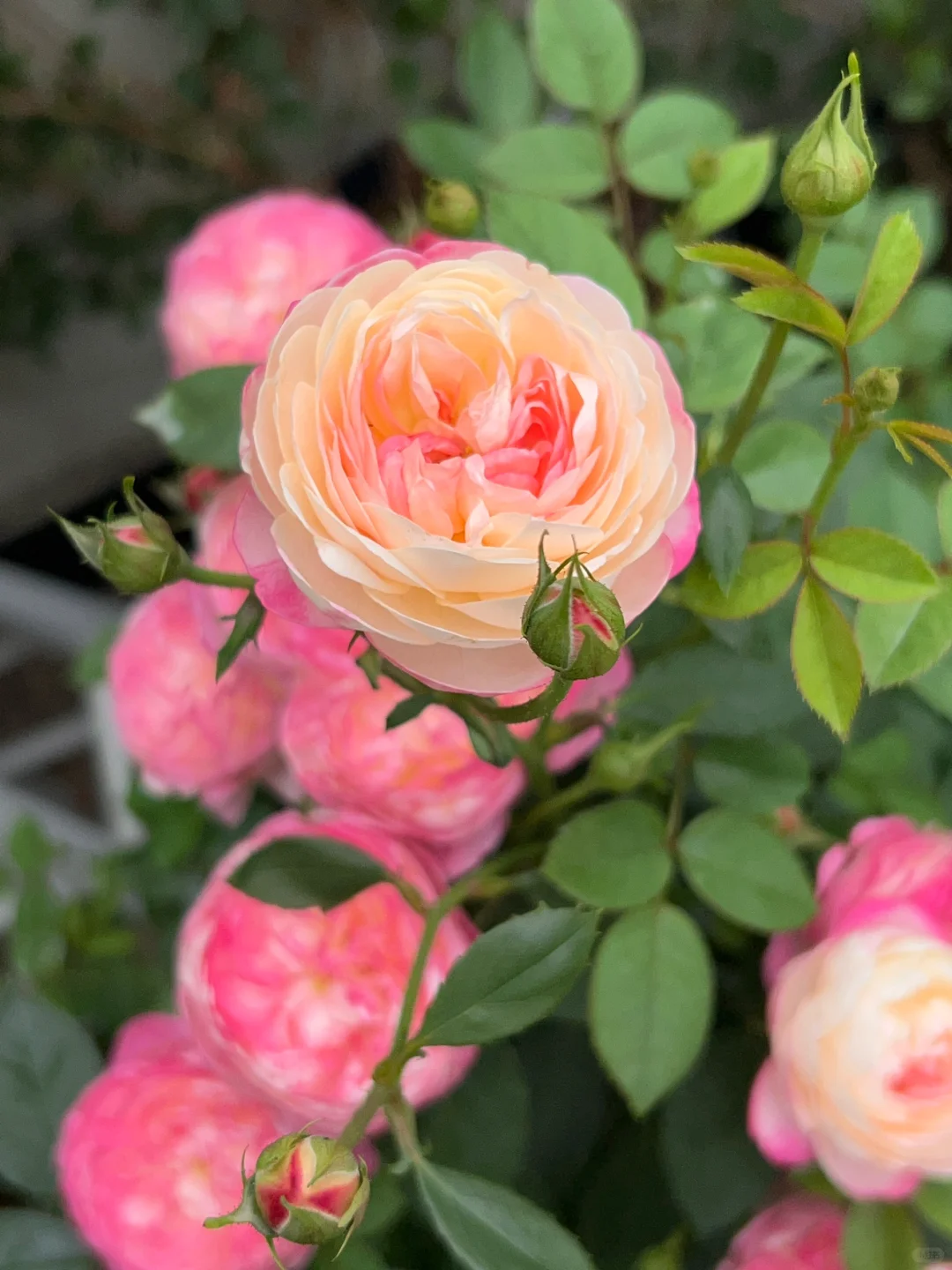 🌈 simply a dreamy love flower 🌷 and chambered moonflower