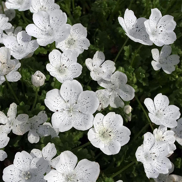 Baby Blue Eyes Seeds