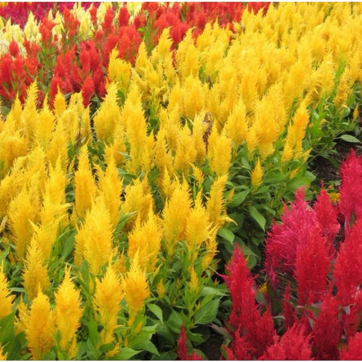 Celosia cristata