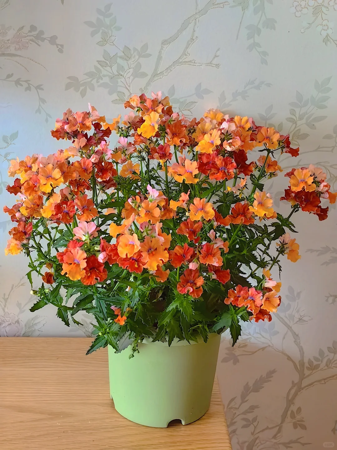 💐💐The teeming world-Dragon Face Flower