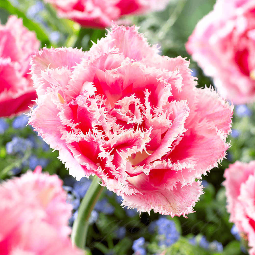  Tulip Bulbs 🌷 - Brighten Your Garden with Stunning Spring Blooms 🌸