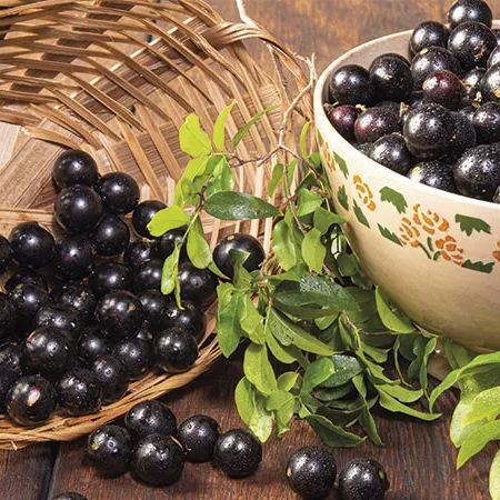 Jaboticaba Seeds - Grow Your Own "Tree Grapes" 🌳🍇
