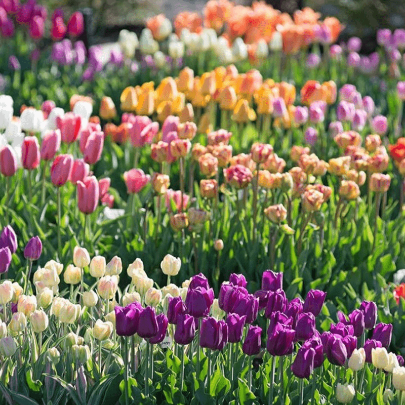  Tulip Bulbs 🌷 - Brighten Your Garden with Stunning Spring Blooms 🌸