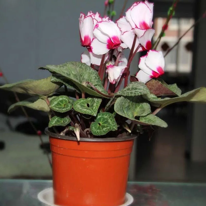 🌱Lachenalia Aloides Seeds🦋