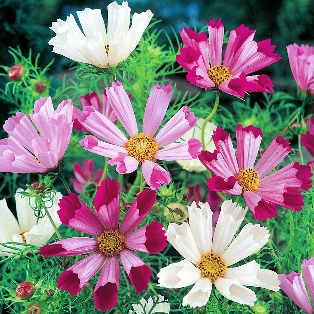 Cosmos "Seashells" Seeds – Giant Cosmos (Cosmos bipinnatus) 🌸