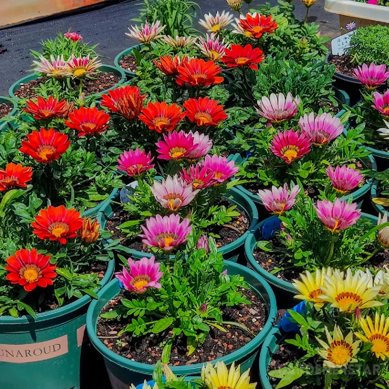 Medal Chrysanthemum Seeds - Flower of Glory