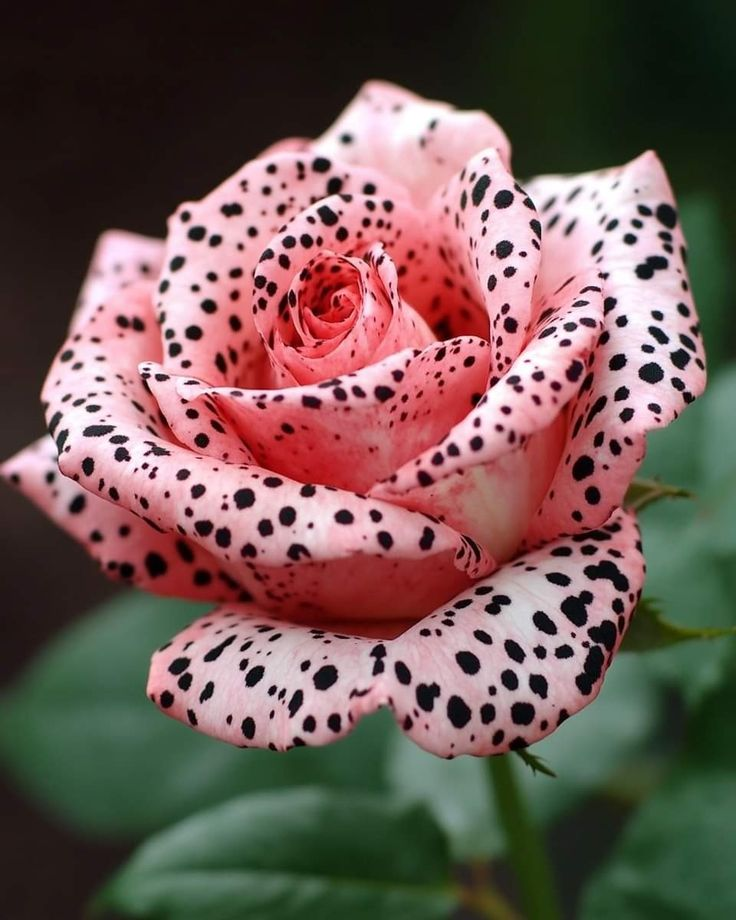 The Rare Polka-Dotted Rose🌌🌹
