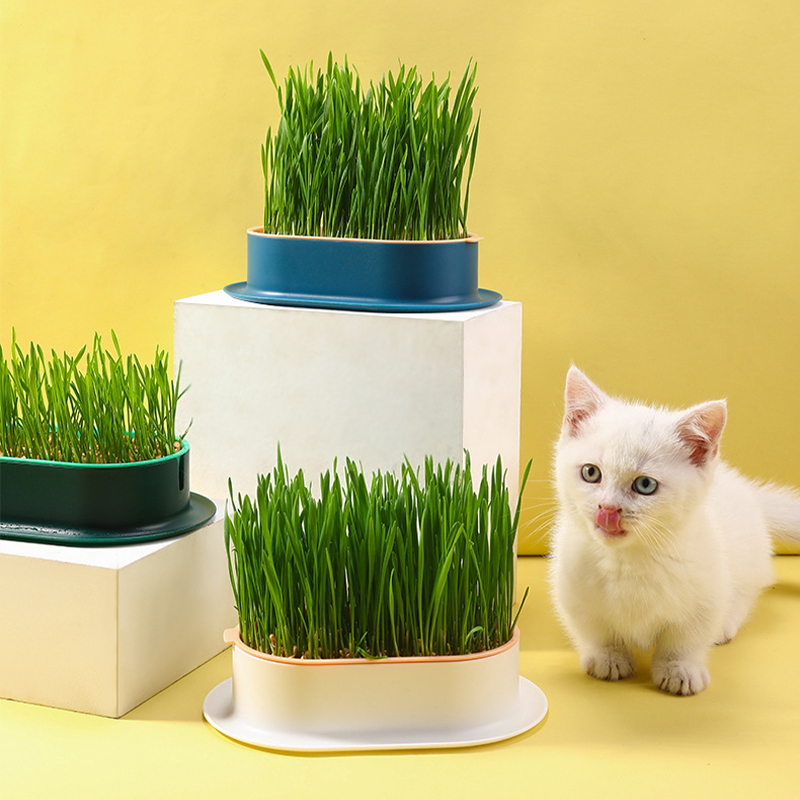 🔥Limited Time Special Offer 😻Soilless Cat Grass Seeds