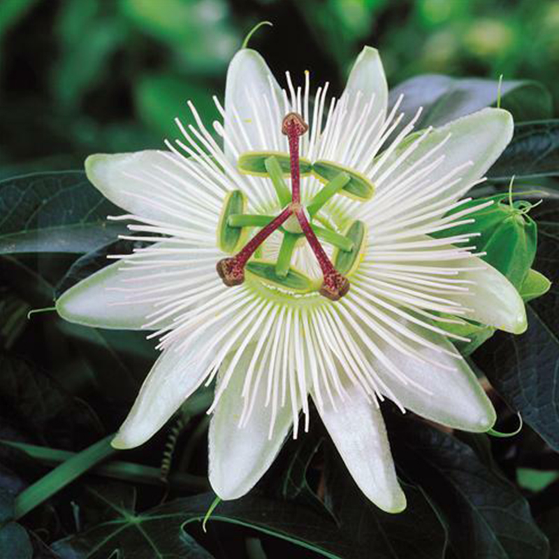 56%OFF📢Spring Hot 🌟Passionflower Seeds 🌟Colorful Flowers