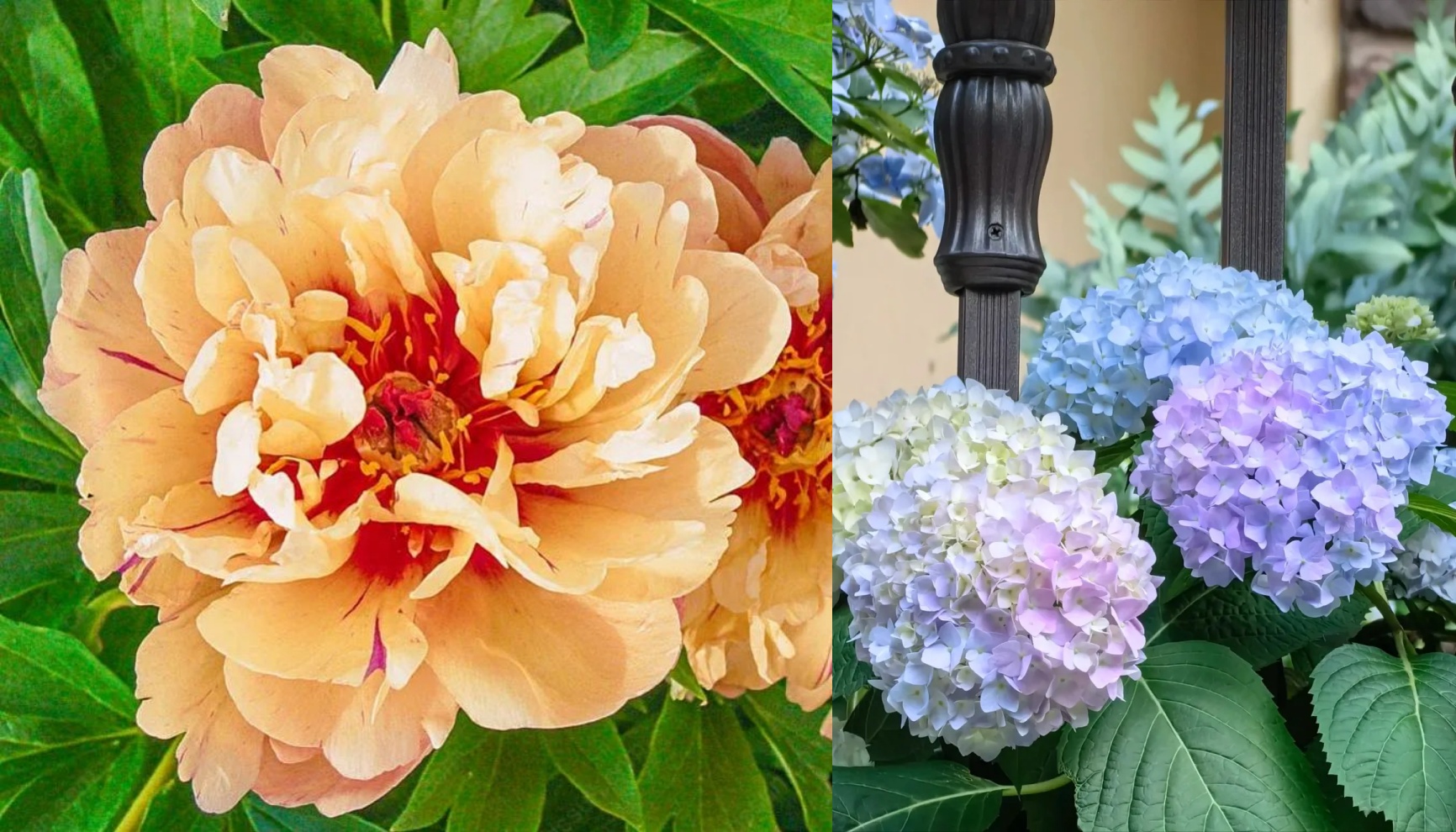 🌸 Peony Bulbs – Elegance in Every Bloom 🌸