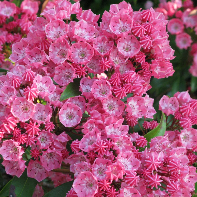🌸 Kalmia latifolia – The Enchanting Forest Rose 🌸
