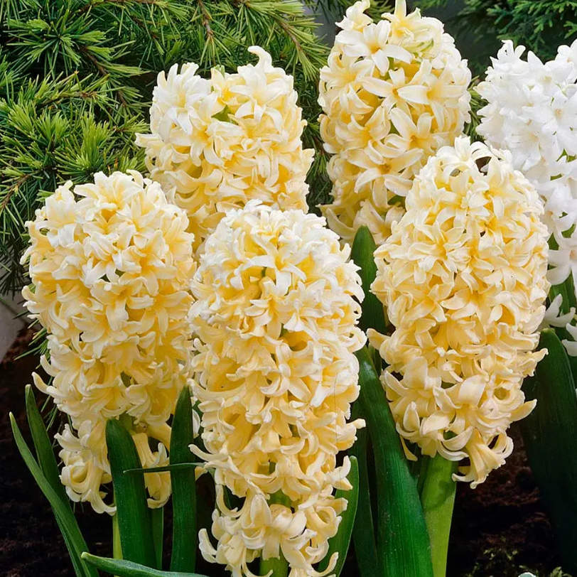 💐Hyacinth—Pure Happiness