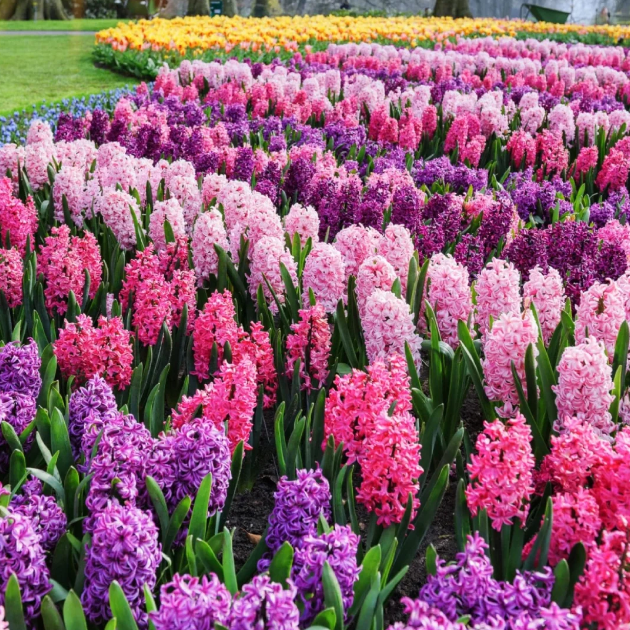 💐Hyacinth—Pure Happiness