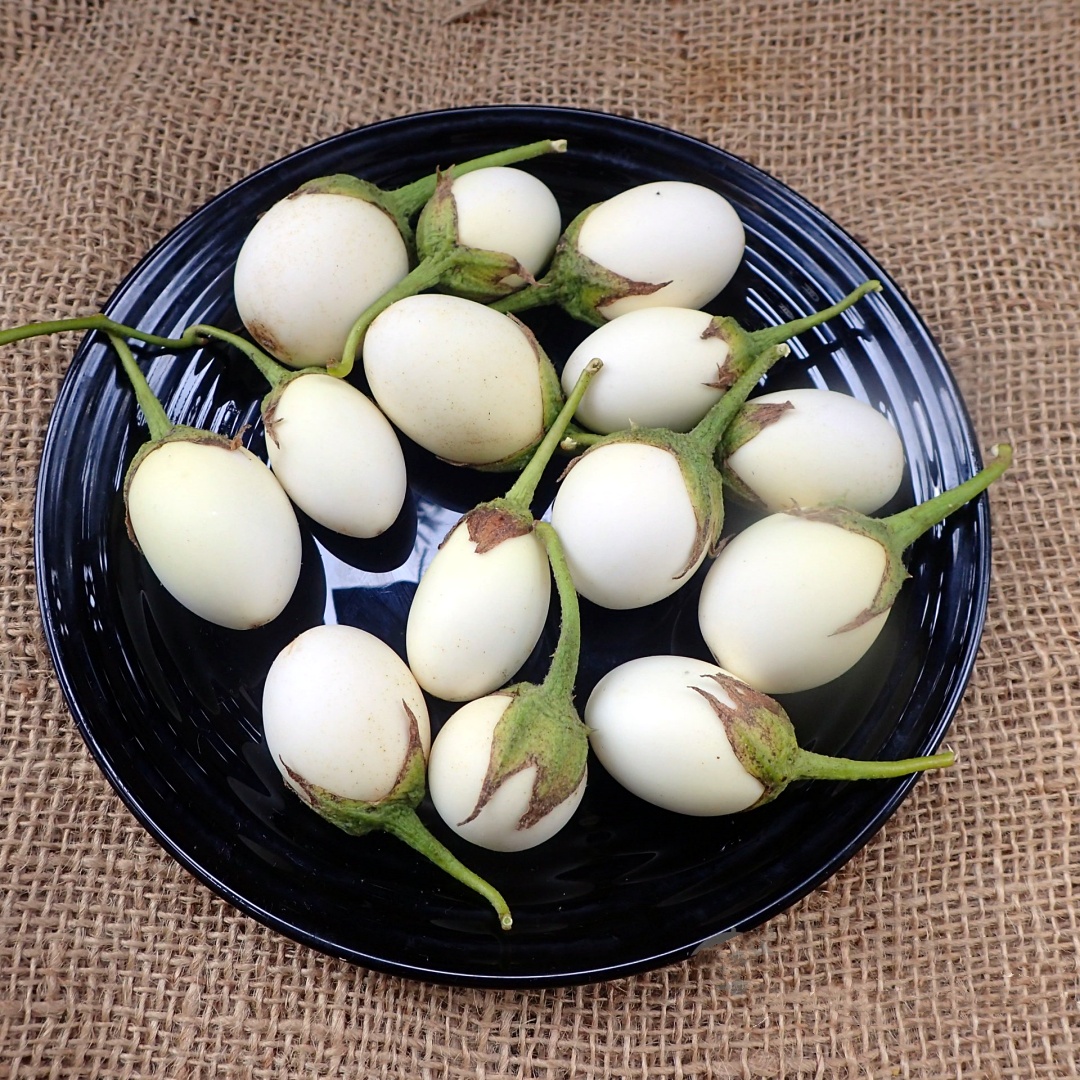 White Eggplant Seeds – Solanum melongena 🌱🍆